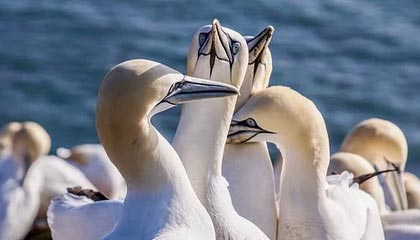 NBA联盟裁判员心理素质与执法水平提升，nba裁判怎么考