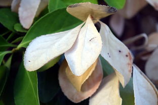 法甲防守阵型转换与对手控球比变化的动态关系研究，法国足球防守型中场